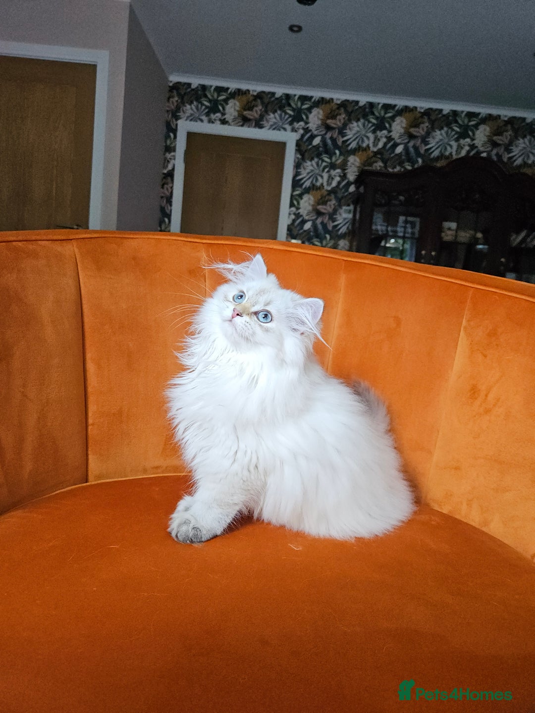 Scottish Fold cats for sale: Excellent Scottish straight girl ready to go in Erith - Image 2