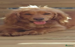 Cocker Spaniel dogs for sale: Health tested working cocker spaniels  - Image 34