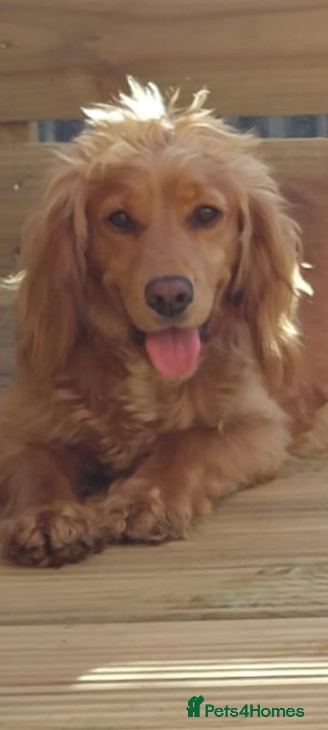 Cocker Spaniel dogs for sale: Health tested working cocker spaniels  - Image 34