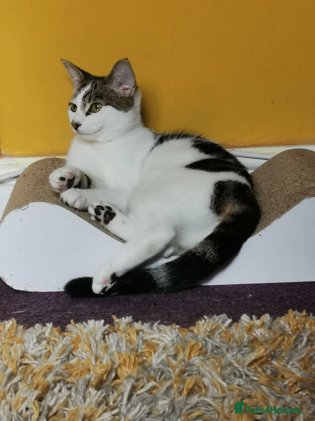 Domestic Shorthair cats for sale: Kitten 1 Year Old Looking For Forever Home - Advert 2
