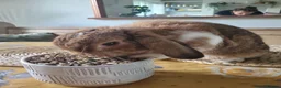 French Lop rabbits for sale: Mini French Lop in Plymouth - Advert 9