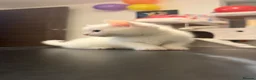 Turkish Angora cats for sale: White kittens in London - Advert 2