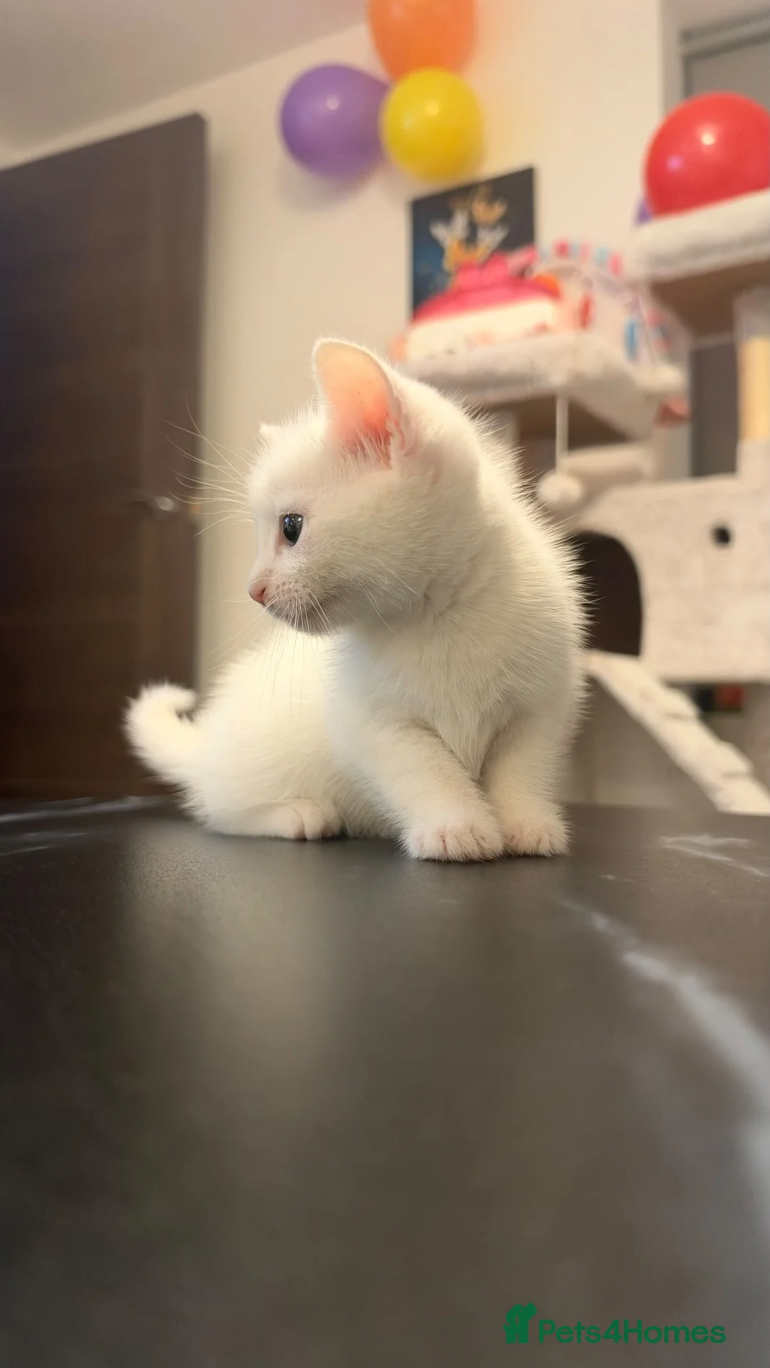 Turkish Angora cats for sale: White kittens in London - Advert 2