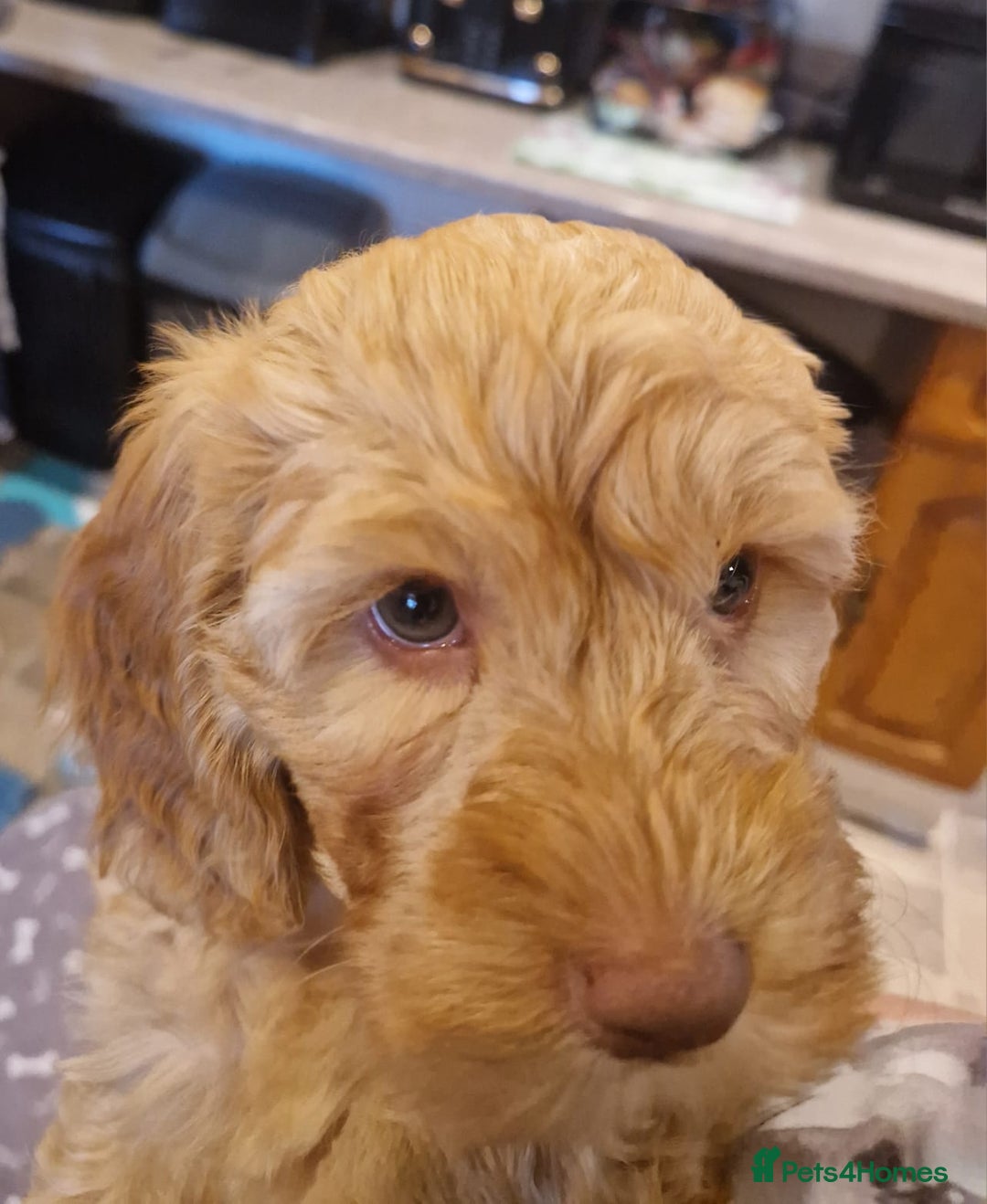 Cockapoo dogs for sale: READY NOW !! ONLY 3 COCKERPOO PUPPIES LEFT !!! in Alfreton - Image 32