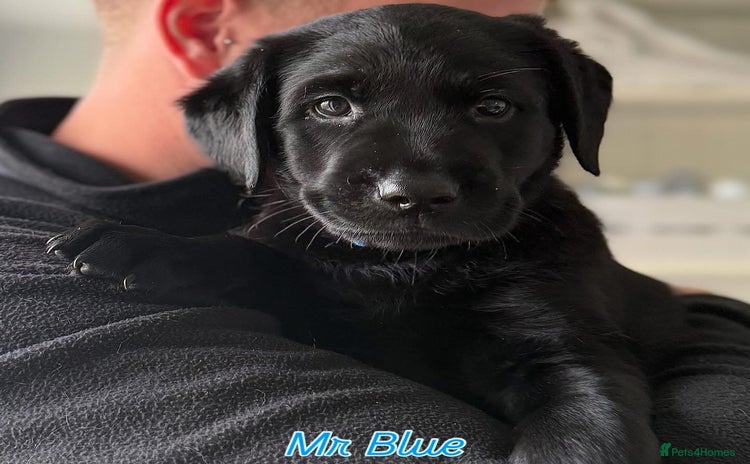 Labrador Retriever dogs - Advert 9