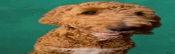 Mixed Breed dogs for sale: Stunning litter of Gordon Doodles. - Advert 9