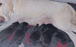 Labrador Retriever dogs for sale: KC Reg Black Labrador Bitch - Image 5
