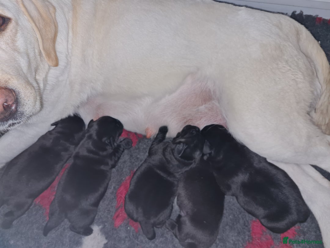 Labrador Retriever dogs for sale: KC Reg Black Labrador Bitch - Image 5