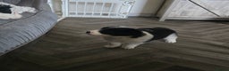 Border Collie dogs for sale: Border collie pups  - Advert 5