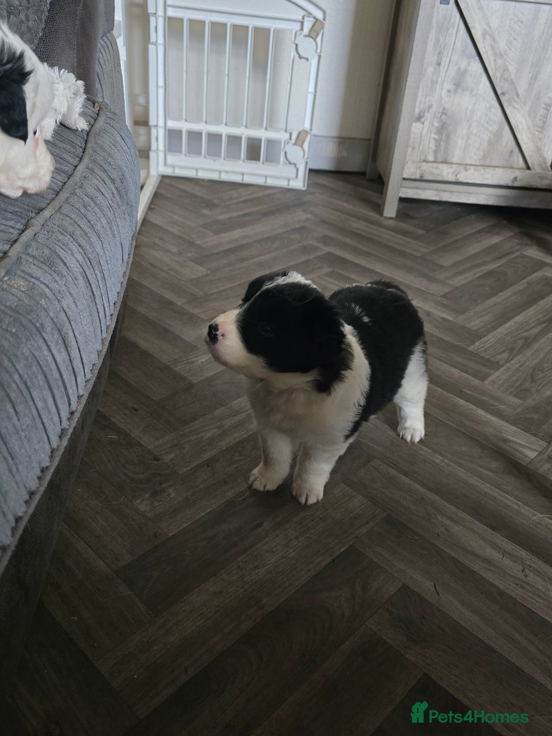 Border Collie dogs for sale: Border collie pups  - Advert 5