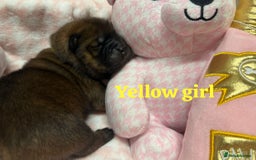 Chow Chow dogs for sale: 🩷🏆Stunning KC registered Chow Chow puppies🏆💙 - Image 13