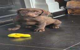 Labrador Retriever dogs for sale: Labrador Puppies Ready for Their Forever Homes🐶💛 - Image 23