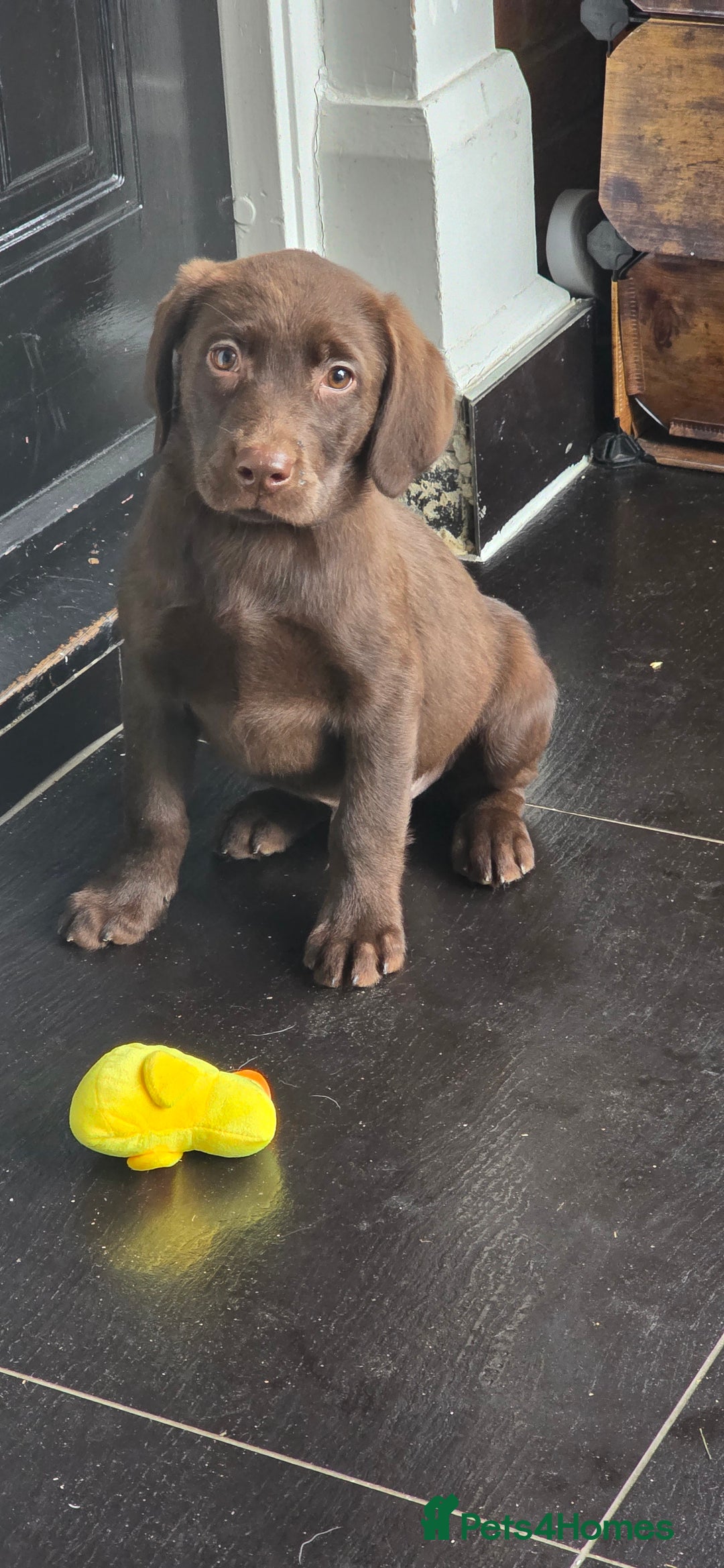 Labrador Retriever dogs for sale: Labrador Puppies Ready for Their Forever Homes🐶💛 - Image 23