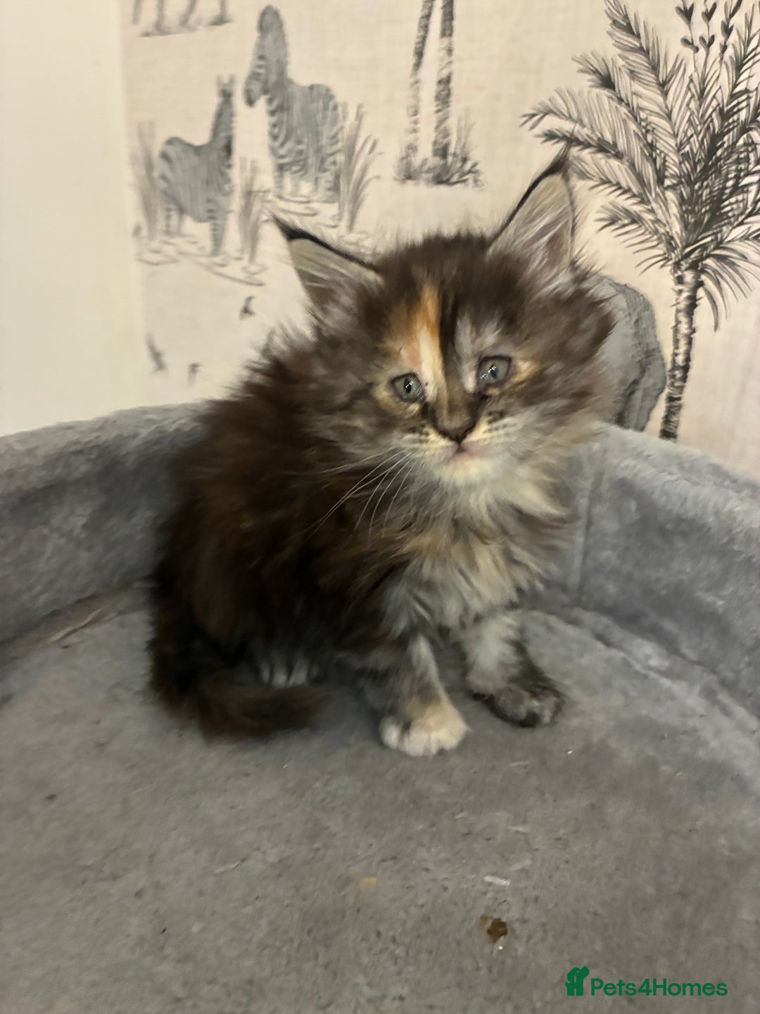 Maine Coon cats for sale: Maine Coon Kittens - Advert 9