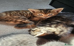 Mixed Breed cats for sale: 7 cute kittens - Image 16