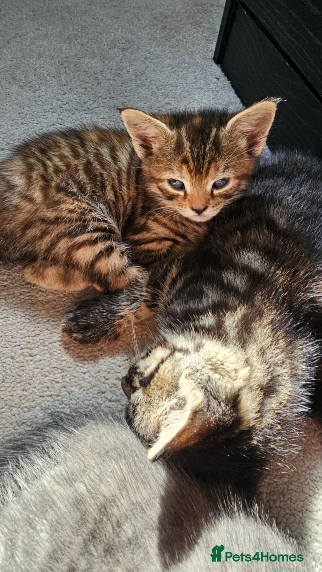 Mixed Breed cats for sale: 7 cute kittens - Image 16