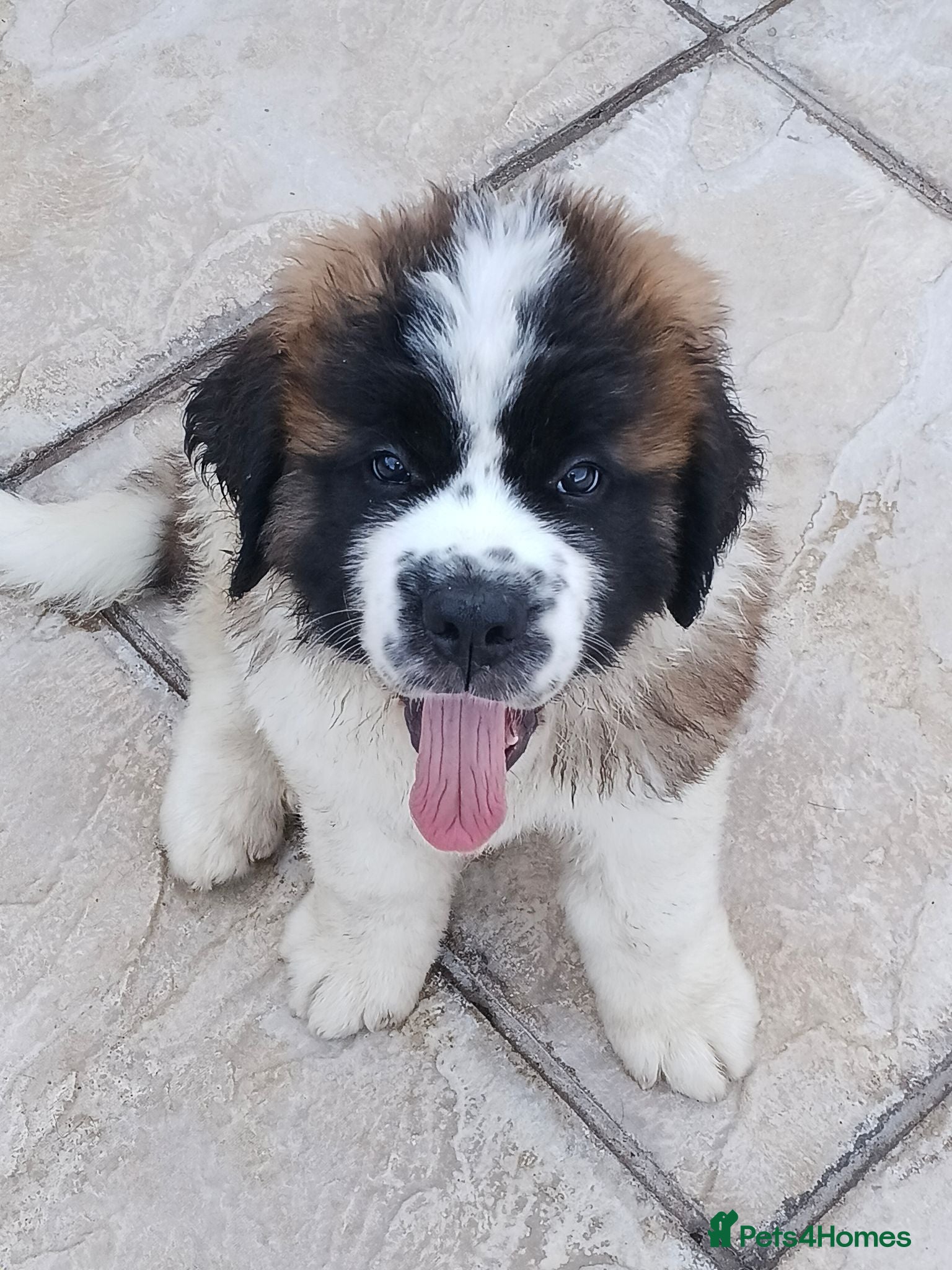 Saint Bernard dogs 16th August 2 stunning girls stunning girls  - Advert 2