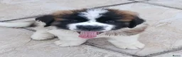 Saint Bernard dogs for sale: As of the 13th of August  just 2 girls available - Advert 5