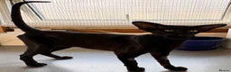 Oriental cats for sale: Oriental Shorthair - Advert 5