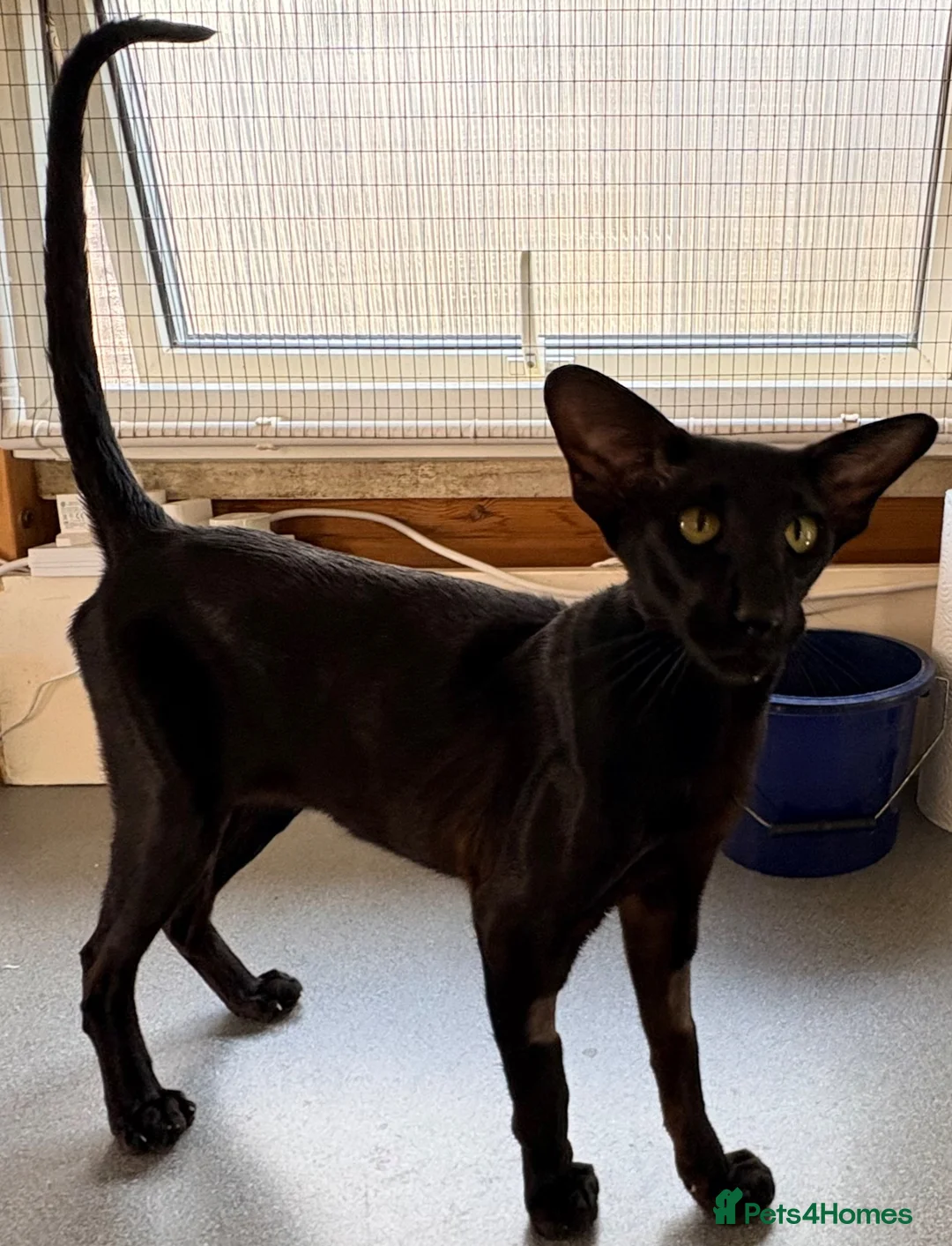 Oriental cats for sale: Oriental Shorthair - Advert 5