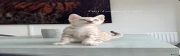 Bengal cats for sale: Stunning Snow Mink and Sepia TICA Pedigree Bengals - Advert 15