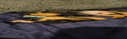 Dachshund dogs for sale: Stunning litter of dachshund puppies - Advert 13