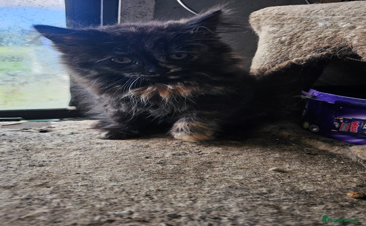Domestic Shorthair cats - Advert 1