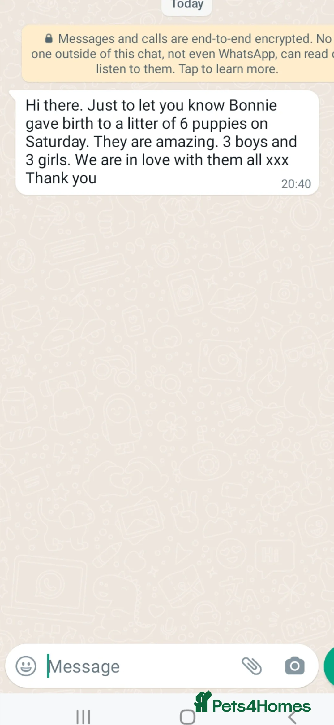 Bichon Frise dogs for stud: KC REGISTERED PROVEN STUD BEST BY FAR OVER 200 pu in Harlow - Advert 9