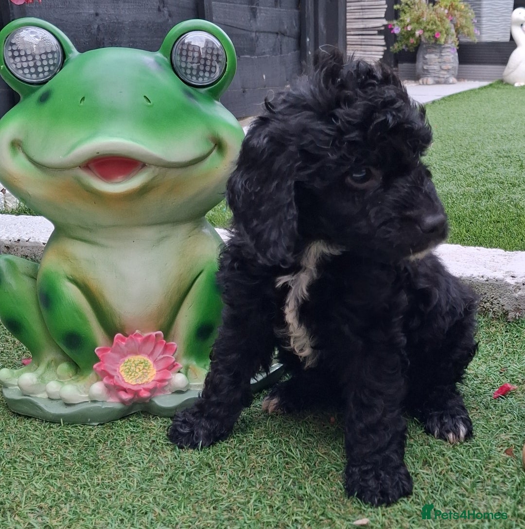 Cockapoo dogs for sale: ** BEAUTIFUL LITTER OF COCKAPOOS ** - Image 32