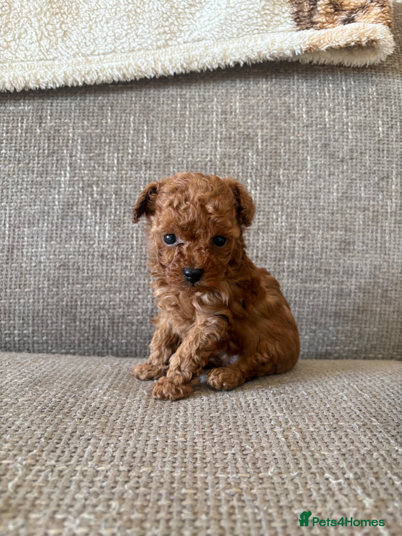 Cavapoo dogs Stunning ruby red toy boy Cavapoos - Advert 2