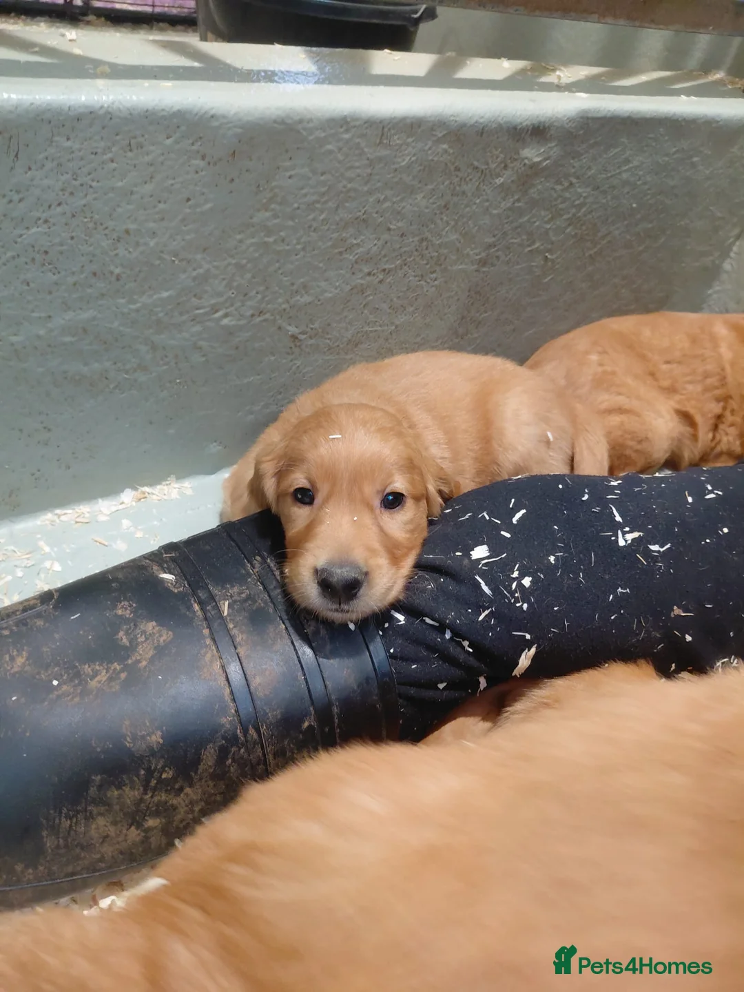 Golden Retriever dogs for sale: BEAUTIFUL GOLDEN RETRIEVERS-PARENTS HEALTH TESTED - Advert 4