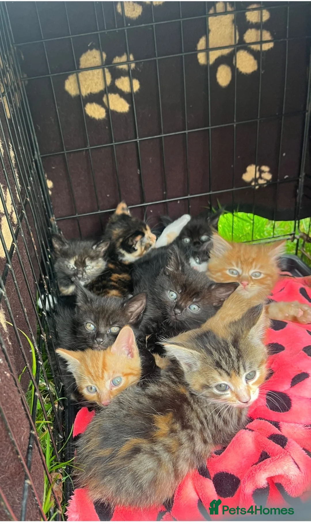 Mixed Breed cats for sale: Litter of kittens for sale  in Wetherby - Advert 1