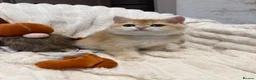 British Shorthair cats for sale: 🧡 Adorable pedigree Golden British Shorthairs 🧡 - Advert 7