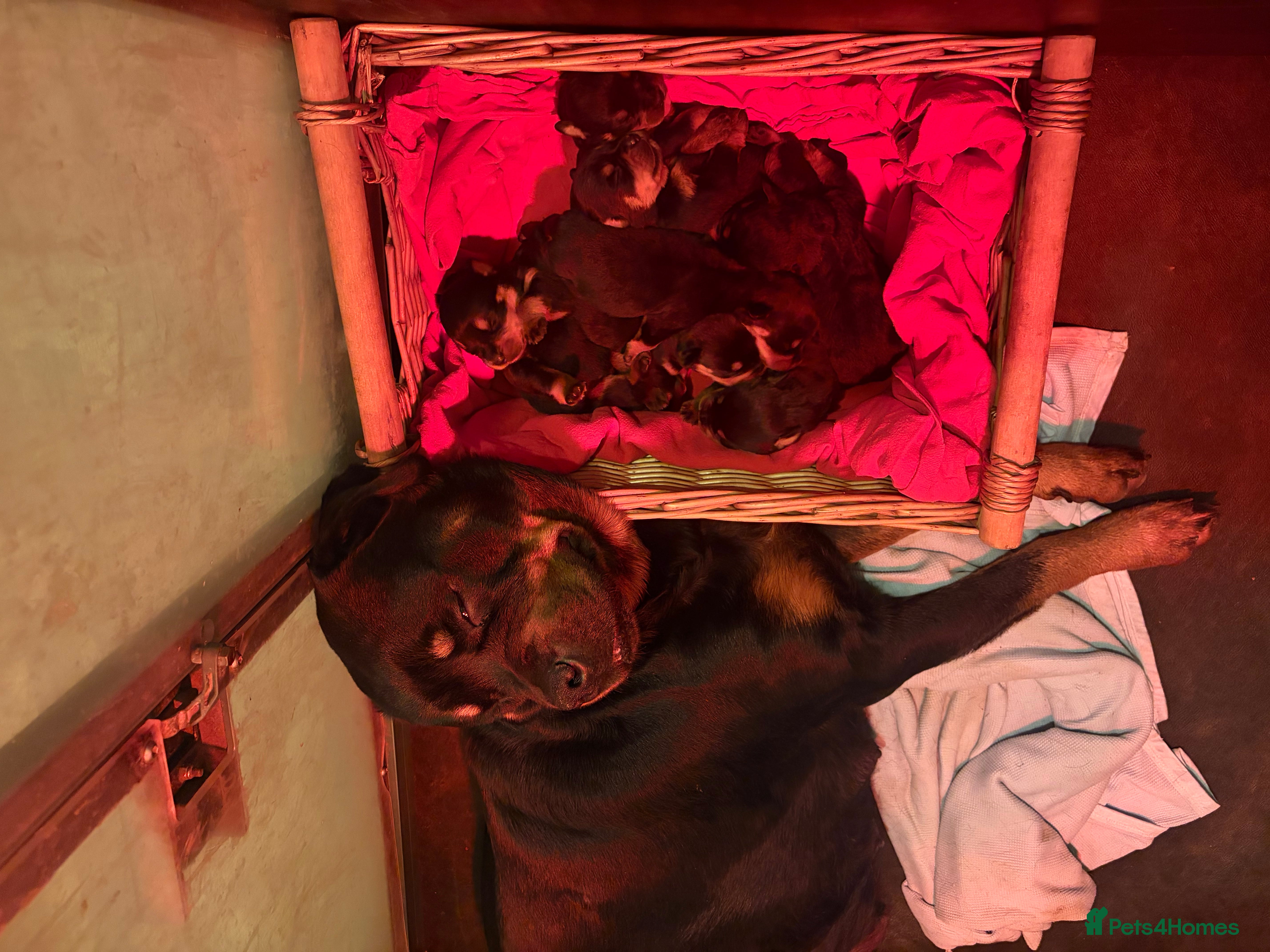 Rottweiler dogs Stunning KC chunky Rottweiler puppies for sale  - Advert 13