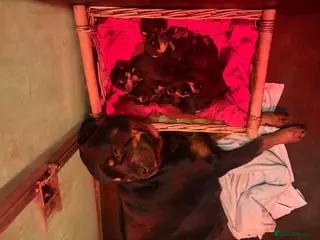 Rottweiler dogs Stunning KC chunky Rottweiler puppies for sale - Advert 13