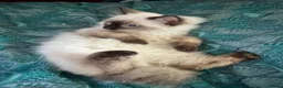 Ragdoll cats for sale: Ragdoll kittens - Advert 17