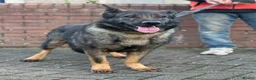 German Shepherd dogs for sale: German shepherd female  - Advert 3