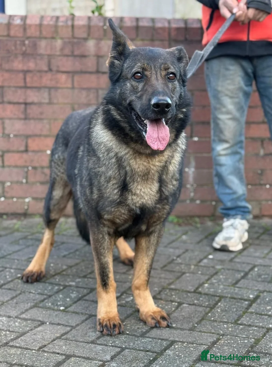 German Shepherd dogs for sale: German shepherd female  - Advert 3