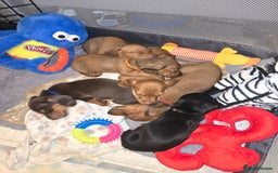 Miniature Dachshund dogs for sale: mini dachshund puppies - Image 7