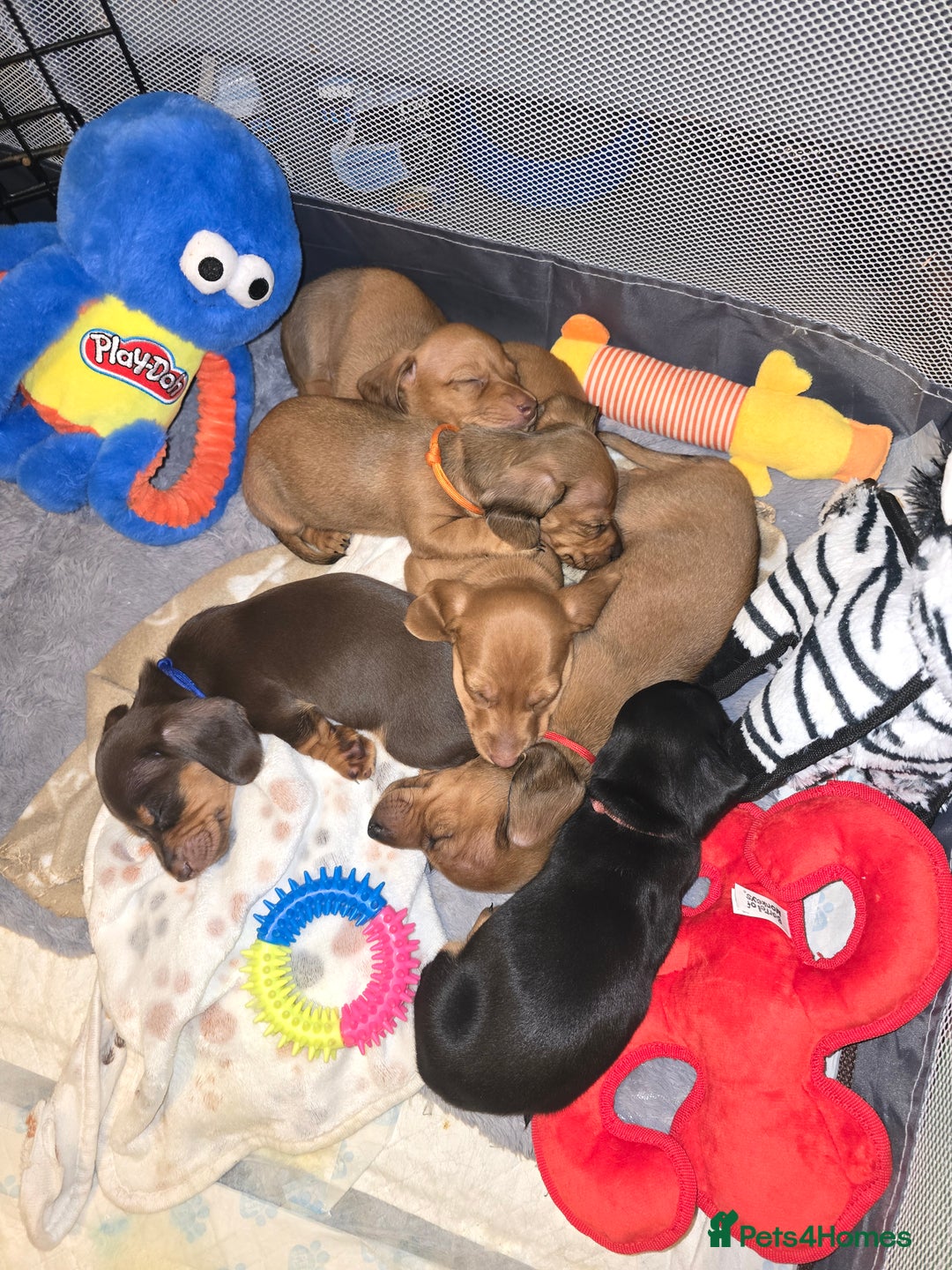 Miniature Dachshund dogs for sale: mini dachshund puppies - Image 7