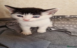 Mixed Breed cats for sale: 9 adorable Disney kitten couples  - Image 32