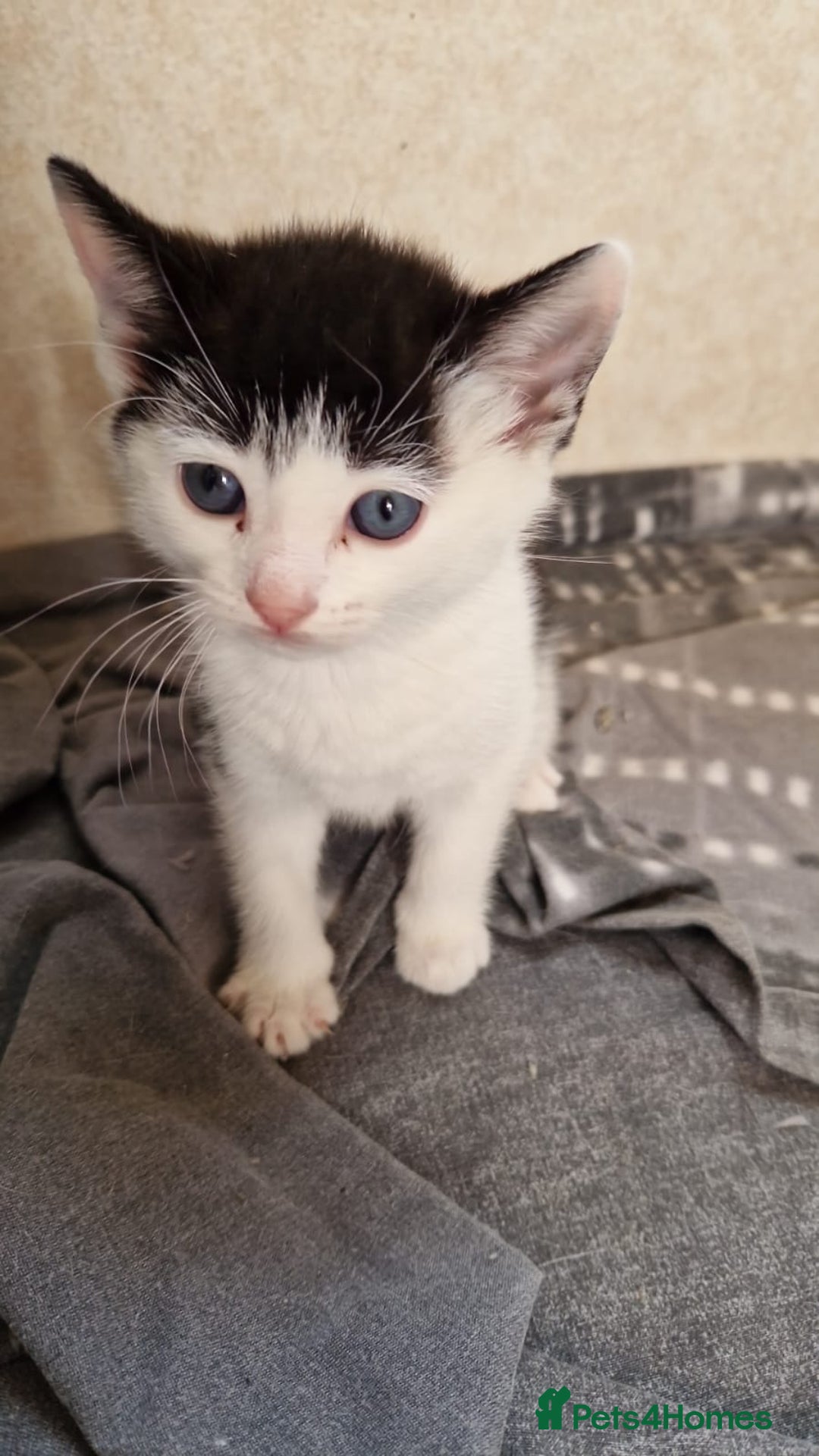 Mixed Breed cats for sale: 9 adorable Disney kitten couples  - Image 32
