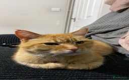 Domestic Shorthair cats for sale: Zuki the cat - Image 2