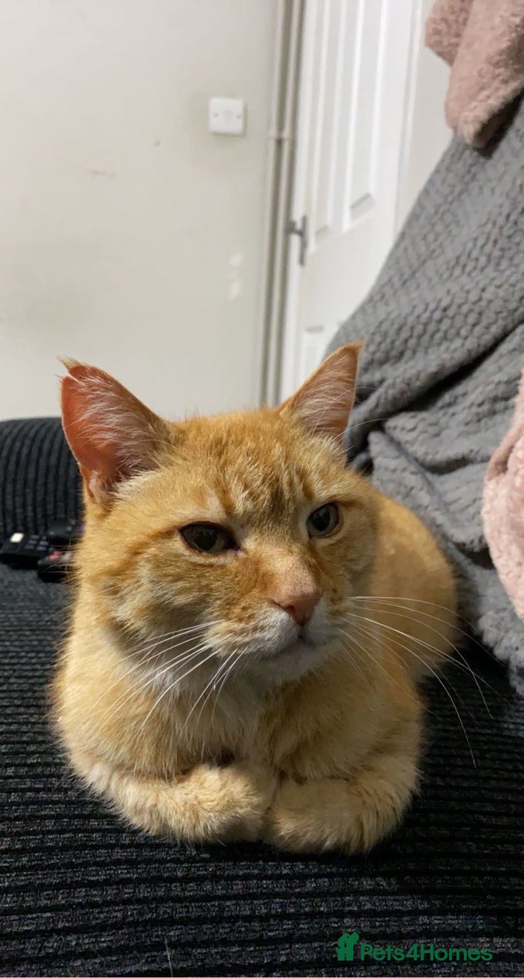Domestic Shorthair cats for sale: Zuki the cat - Image 2