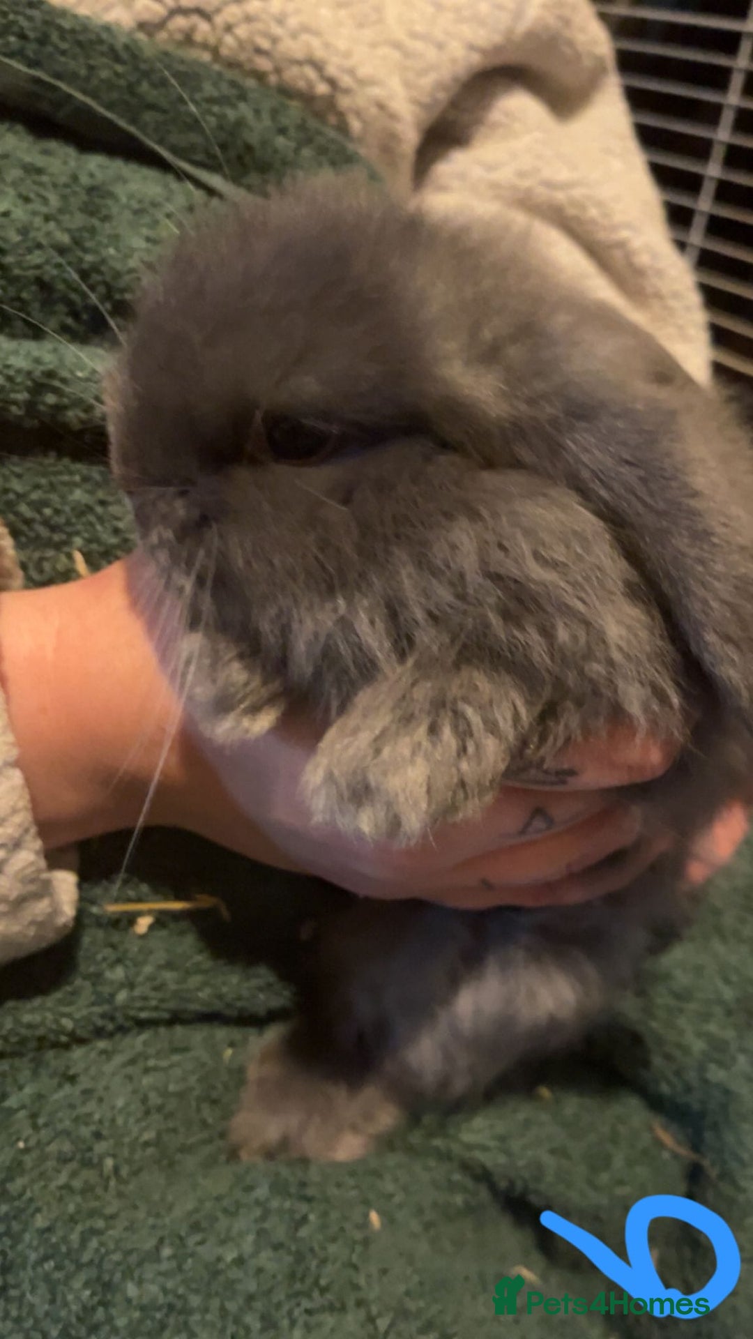 Mini Lop rabbits for sale: Mini lop kits - Image 6
