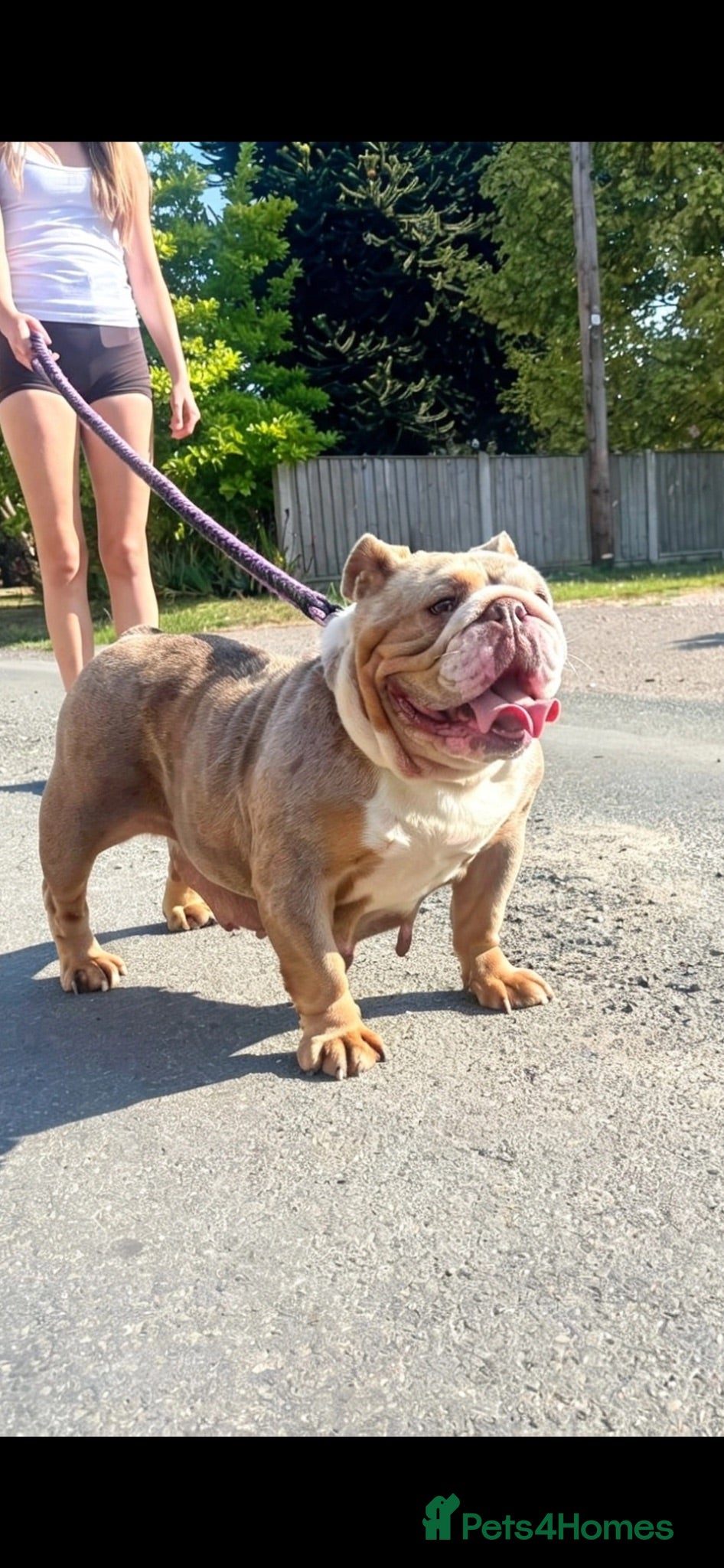 English Bulldog dogs English bulldog  - Advert 19