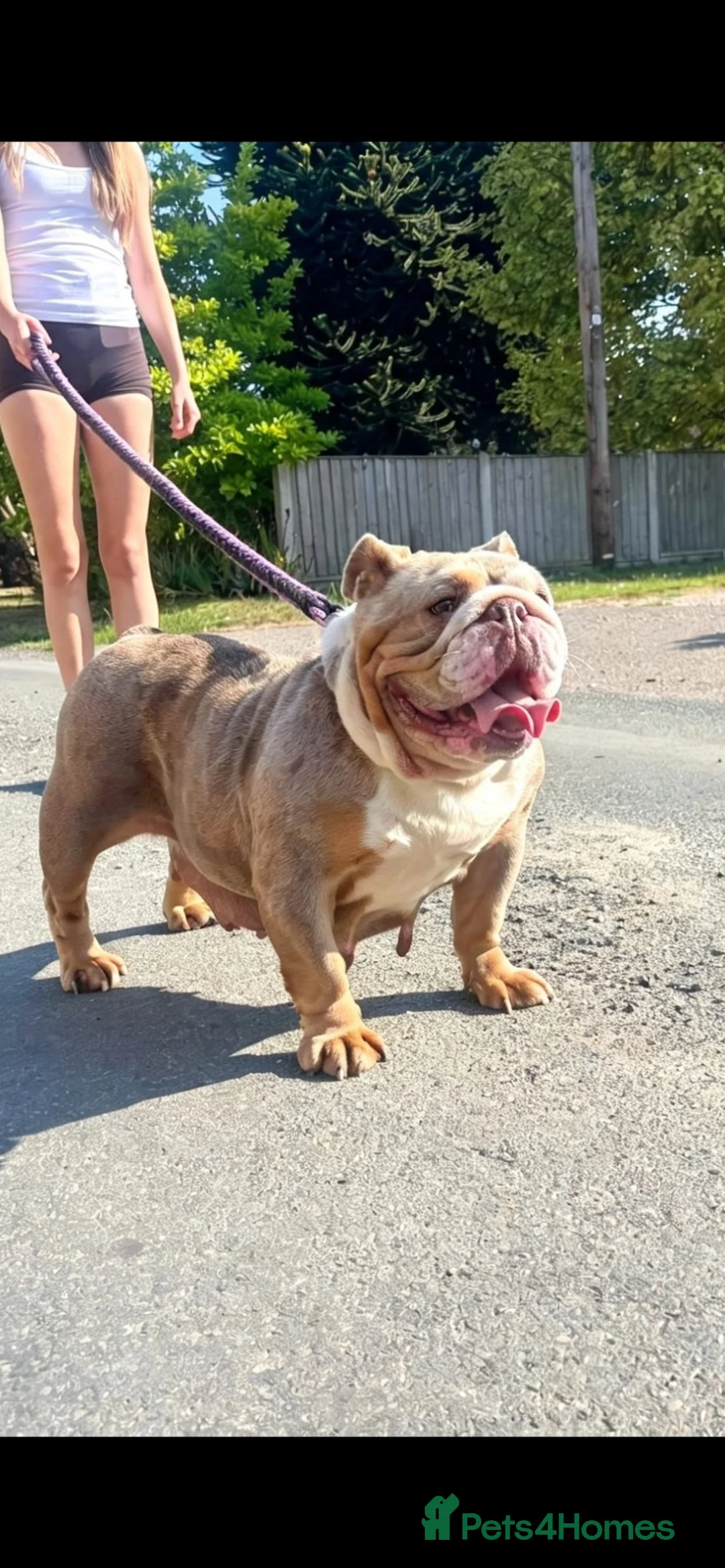 English Bulldog dogs for sale: English bulldog  - Advert 1