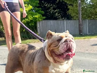 English Bulldog dogs English bulldog - Advert 1