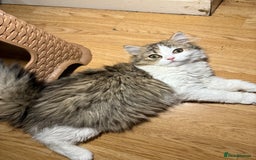 Mixed Breed cats for sale: Kittens for sale  - Image 7