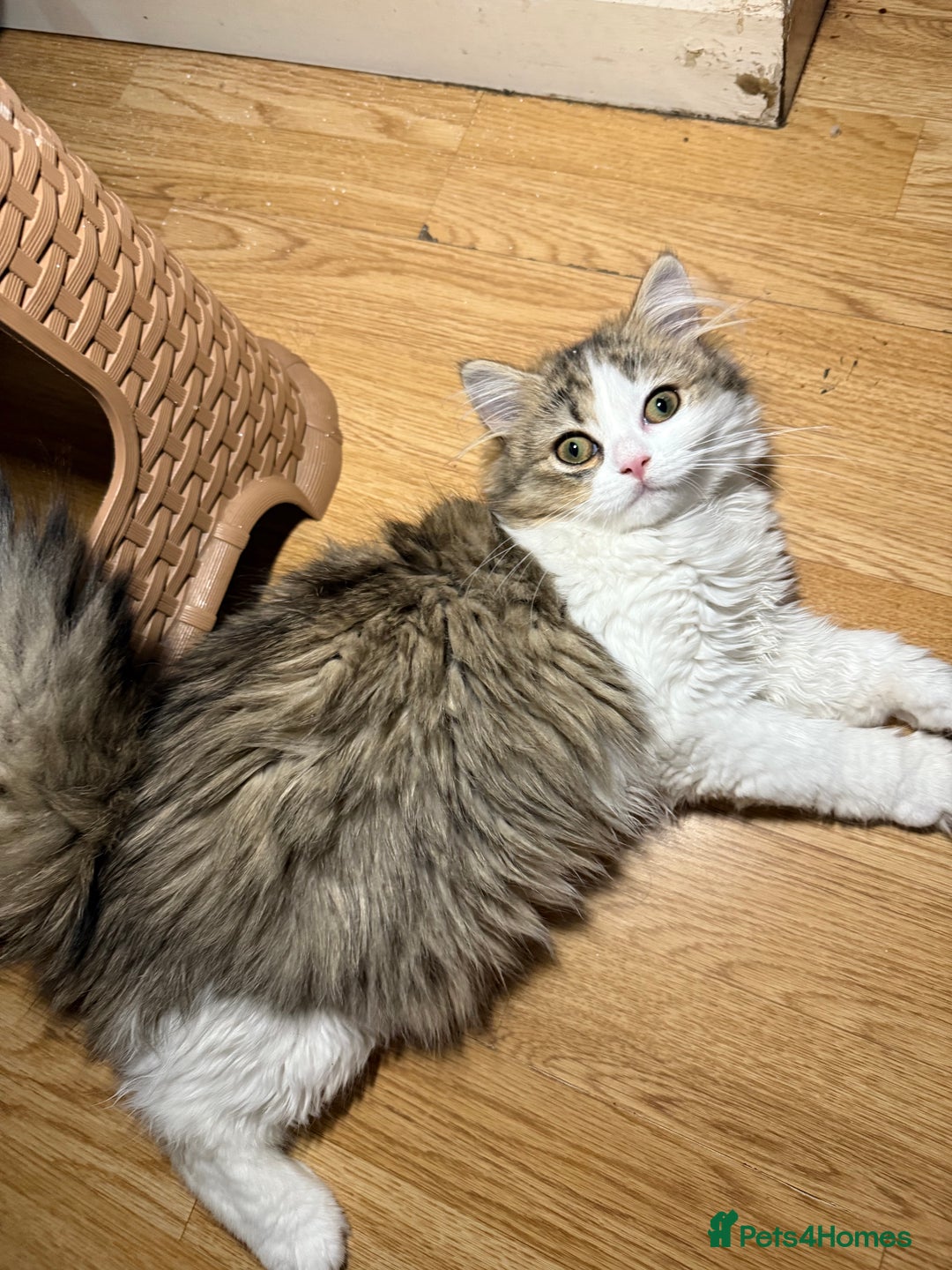 Mixed Breed cats for sale: Kittens for sale  - Image 7